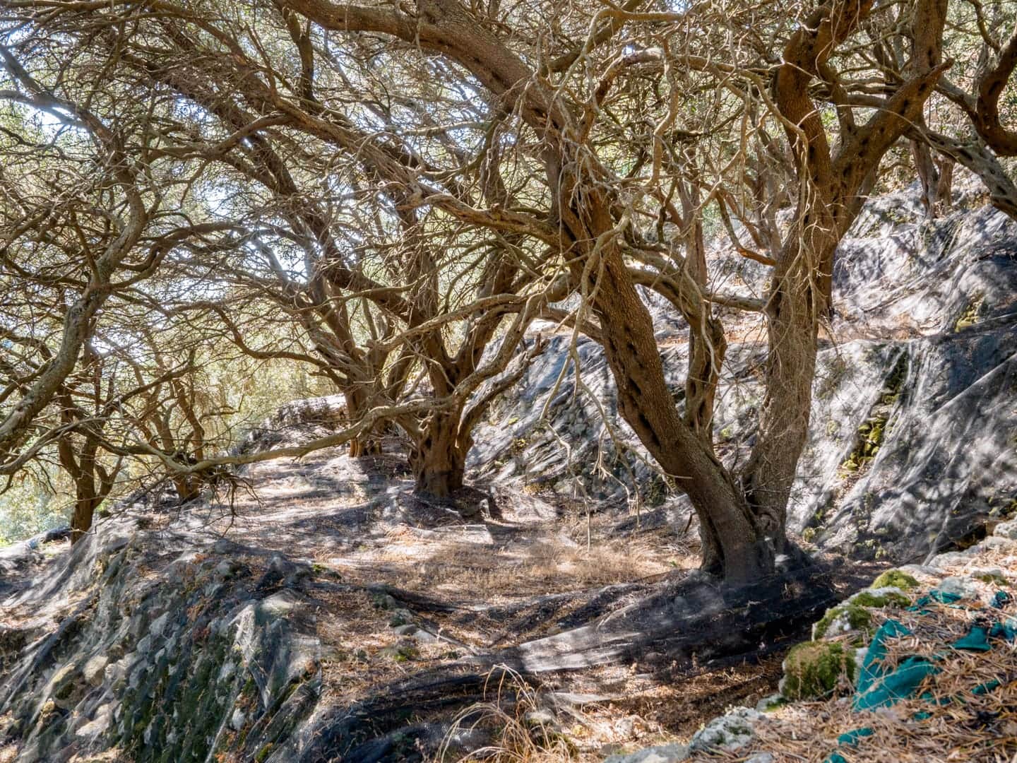 Drzewa oliwne w drodze na Angelokastro